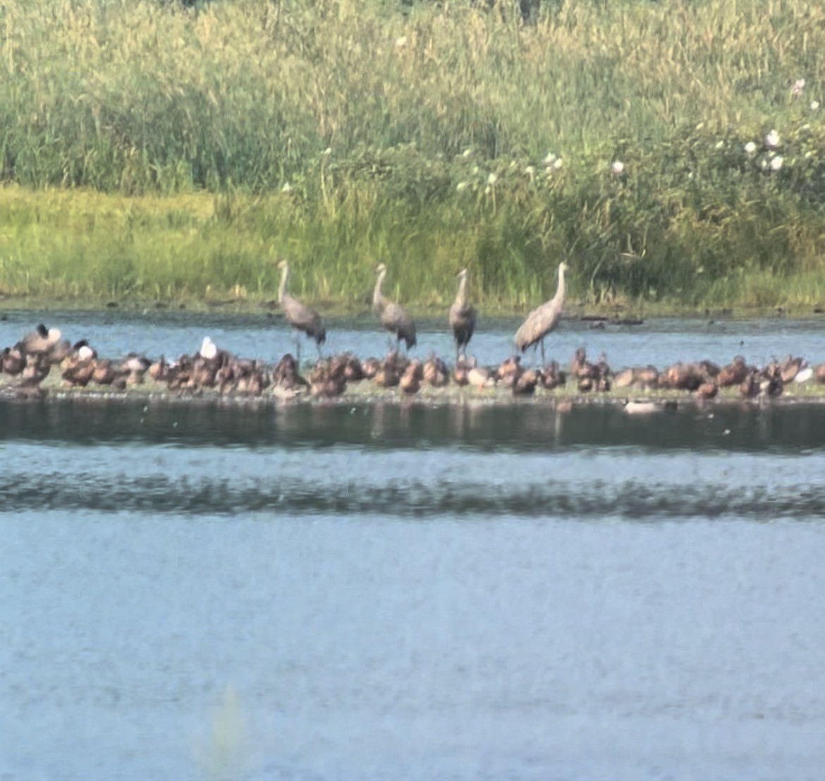 Sandhill Crane - ML622557795