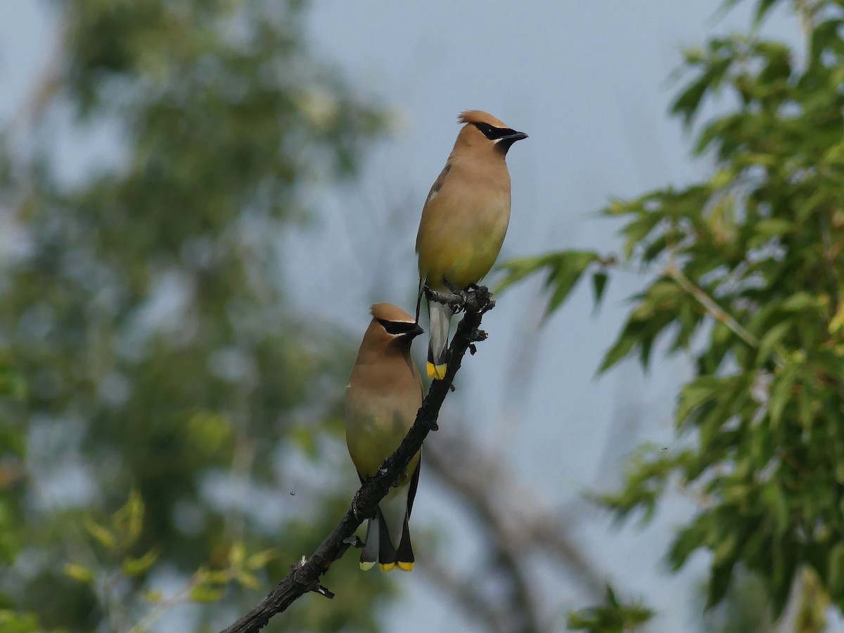 Cedar Waxwing - ML622557804