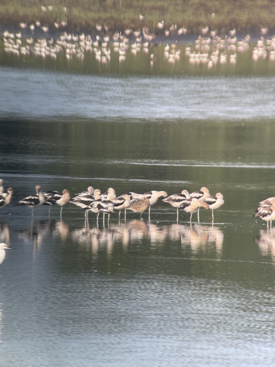 Hudsonian Godwit - ML622557805