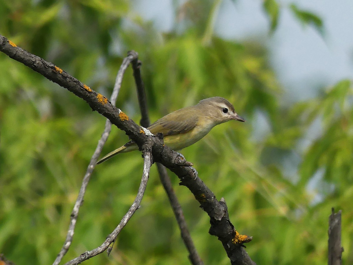 Warbling Vireo - ML622557848