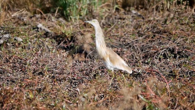 Squacco Heron - ML622557866