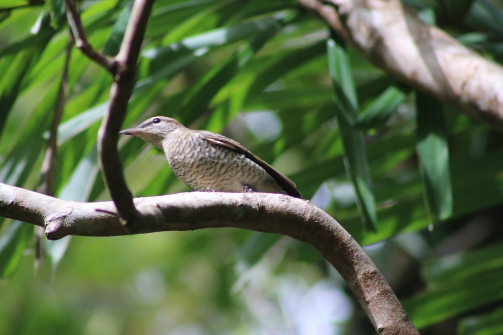 Common Cicadabird - Oscar Dove