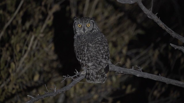 Spotted Eagle-Owl - ML622557899
