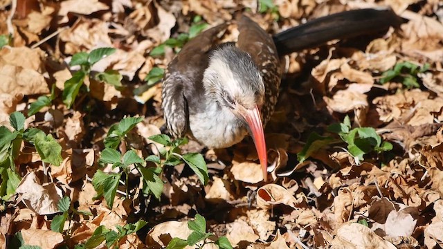 Southern Red-billed Hornbill - ML622557963