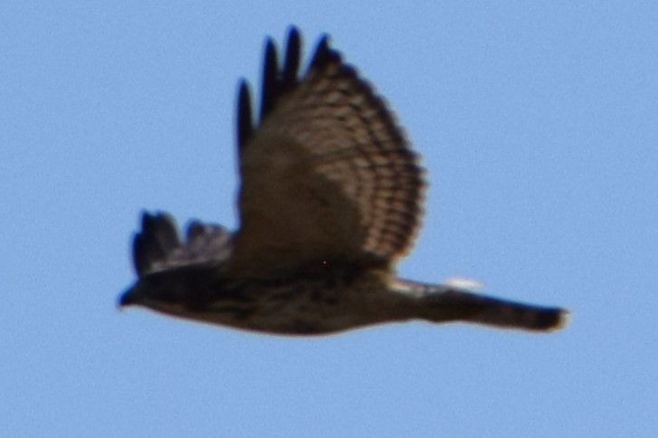 Broad-winged Hawk - ML622557969