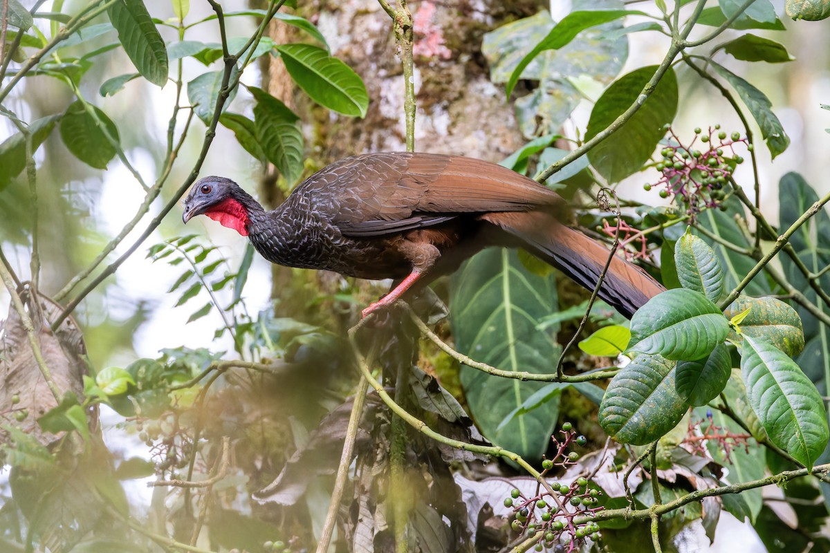 Cauca Guan - ML622557974