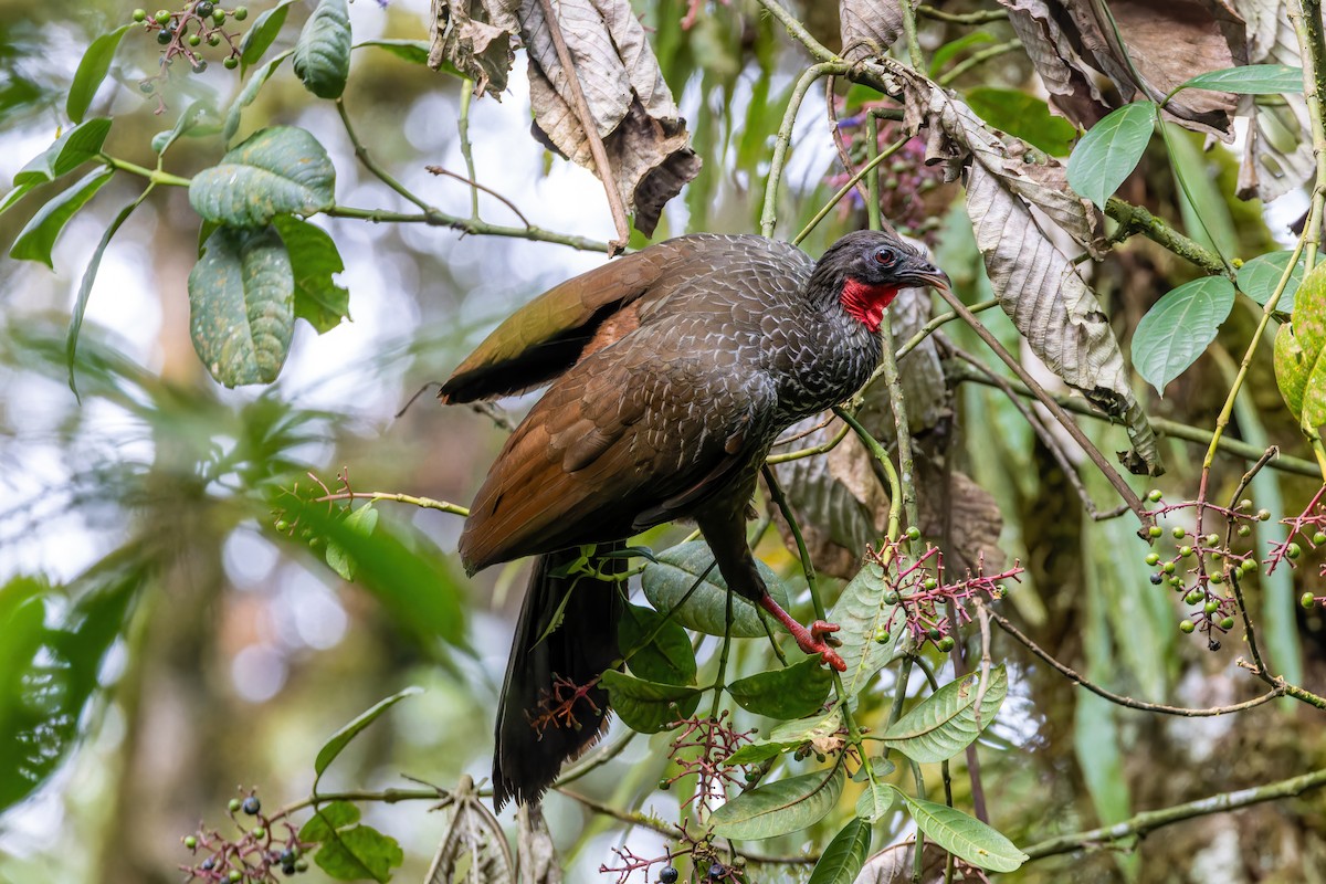 Cauca Guan - ML622557975