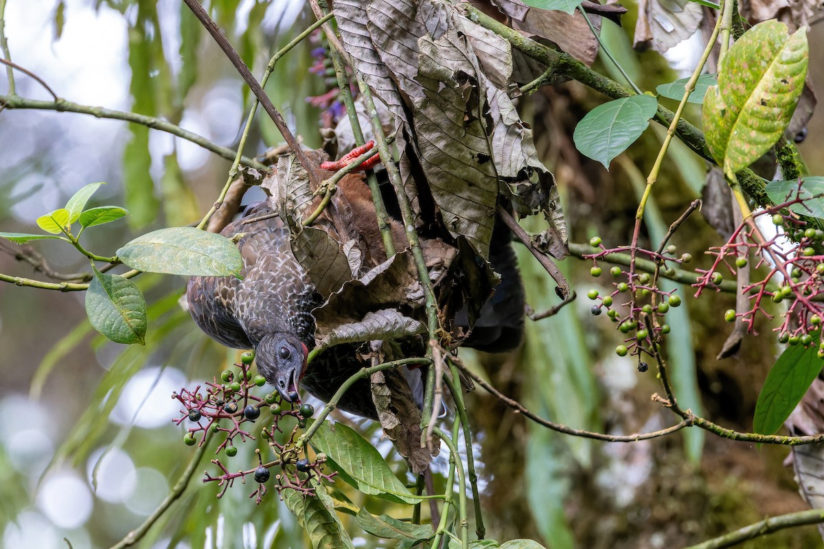 Cauca Guan - ML622557976