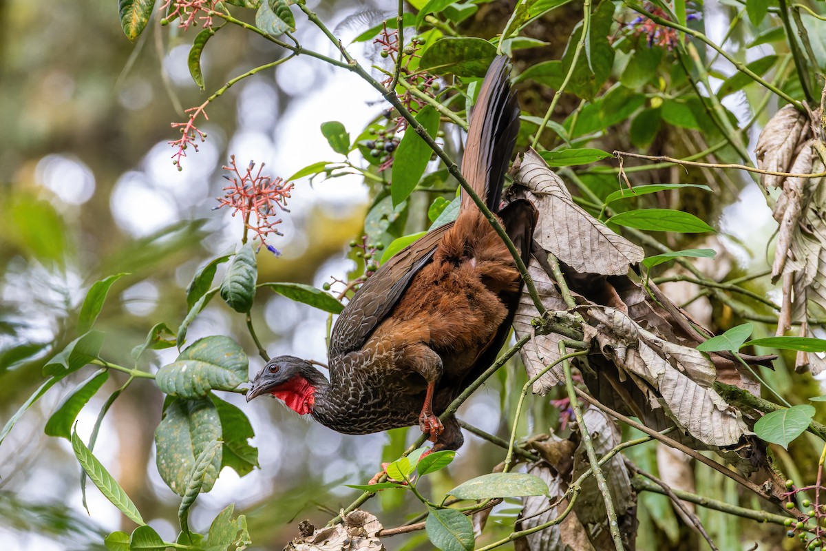 Cauca Guan - ML622557977