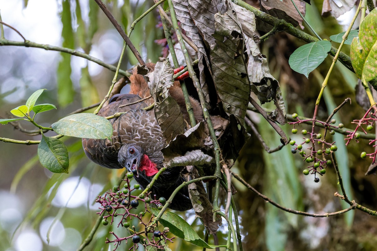 Cauca Guan - ML622557978