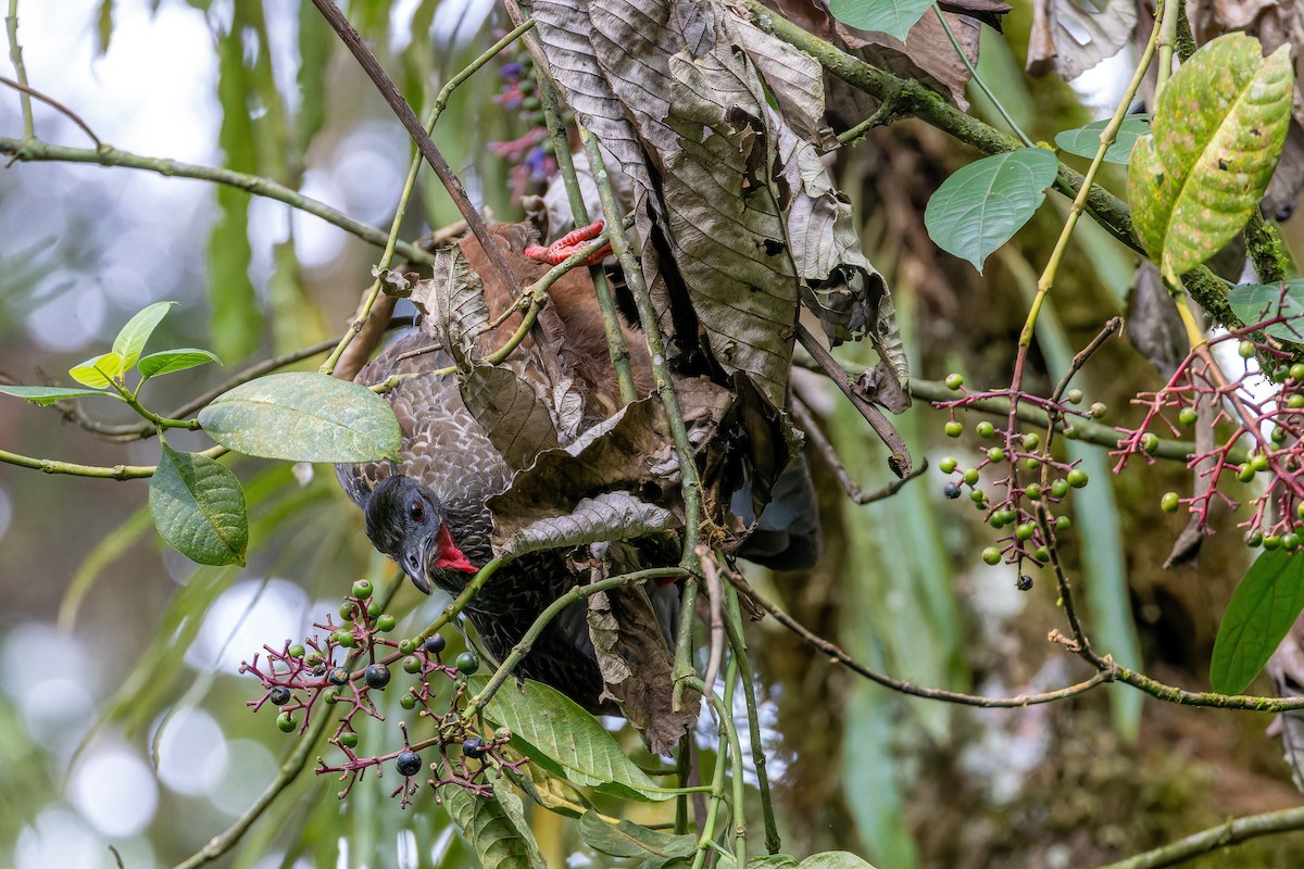 Cauca Guan - ML622557979