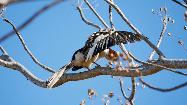 Southern Red-billed Hornbill - ML622557990