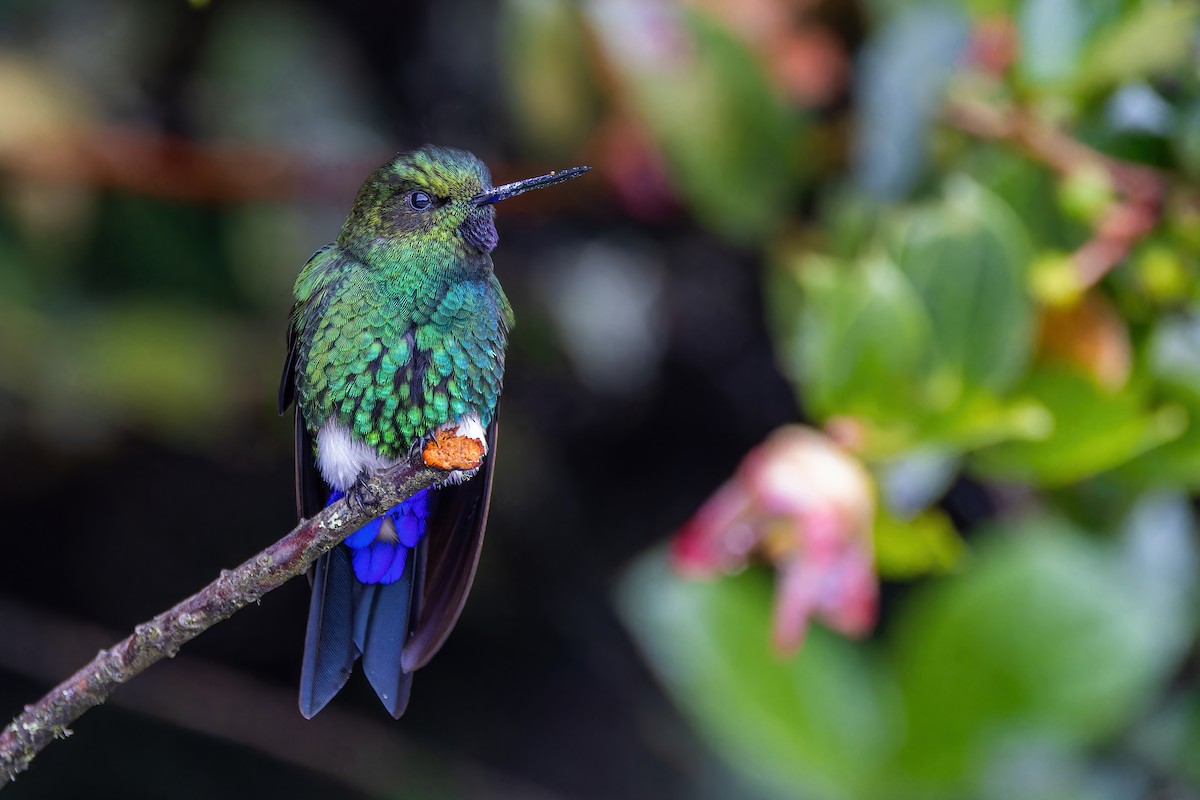 Glowing Puffleg - ML622557993