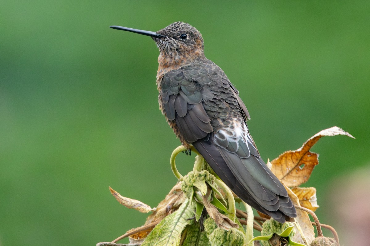 Giant Hummingbird - Brendan Fogarty