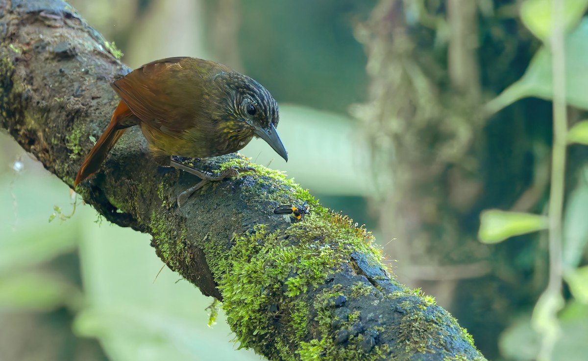 Streak-capped Treehunter - ML622558046