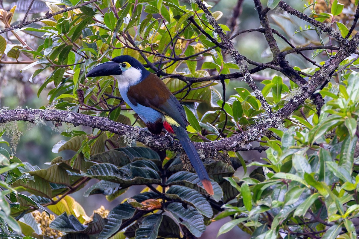 Black-billed Mountain-Toucan - ML622558088