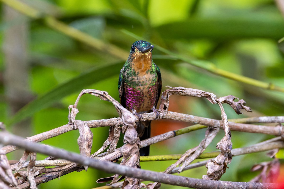 Blue-throated Starfrontlet - ML622558093