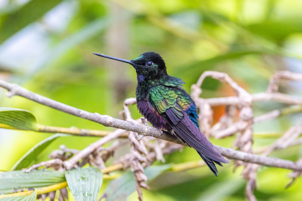 Blue-throated Starfrontlet - ML622558094