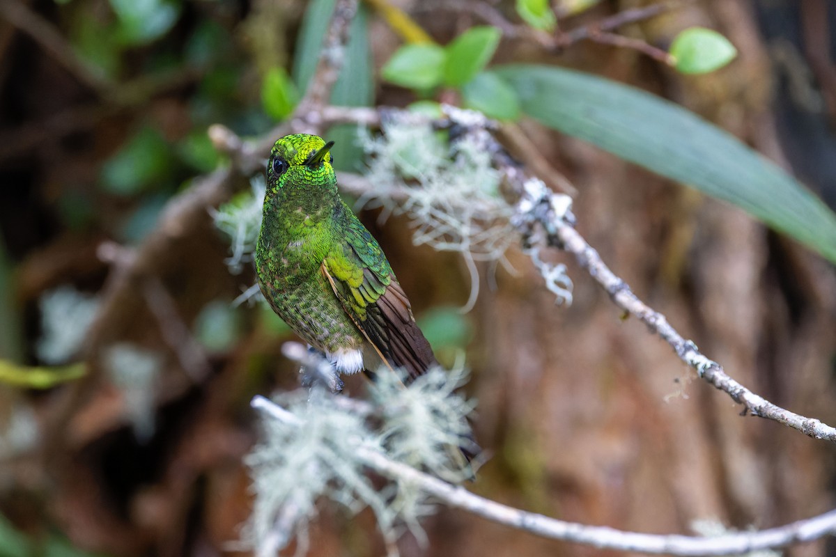 Buff-tailed Coronet - ML622558099