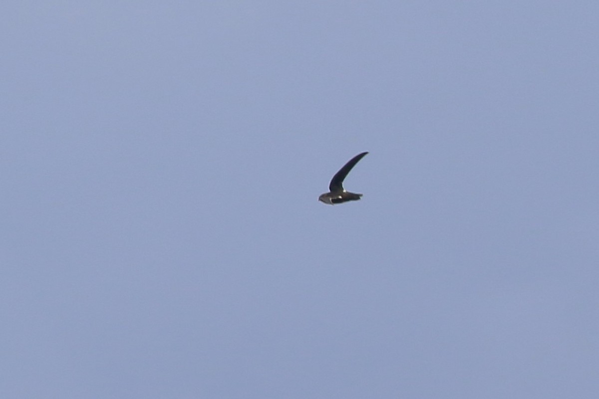 White-tipped Swift - Kevin Lester