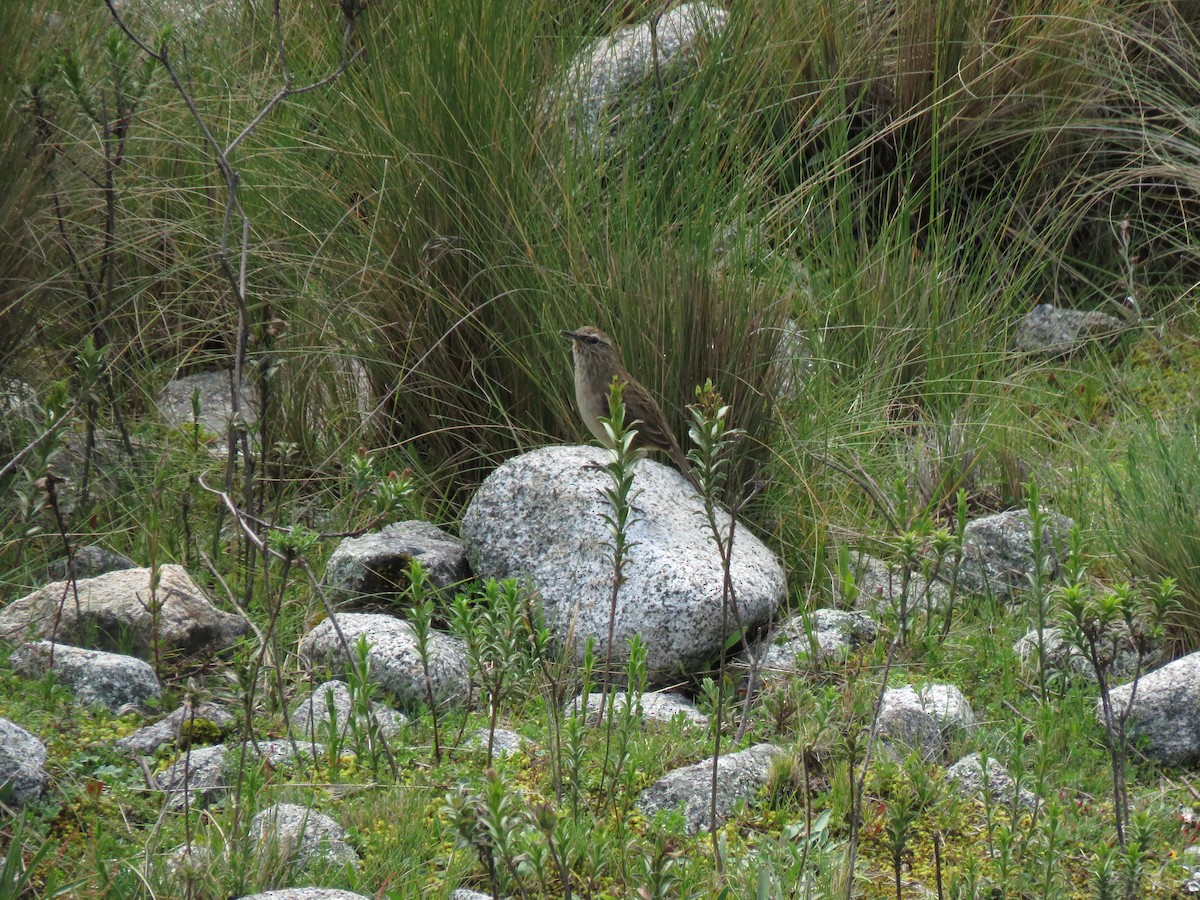 Streak-throated Canastero - ML622558209