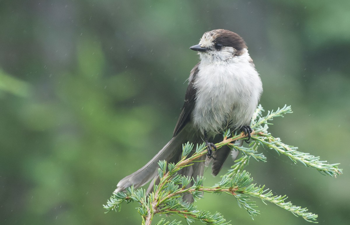 Canada Jay (Pacific) - ML622558335