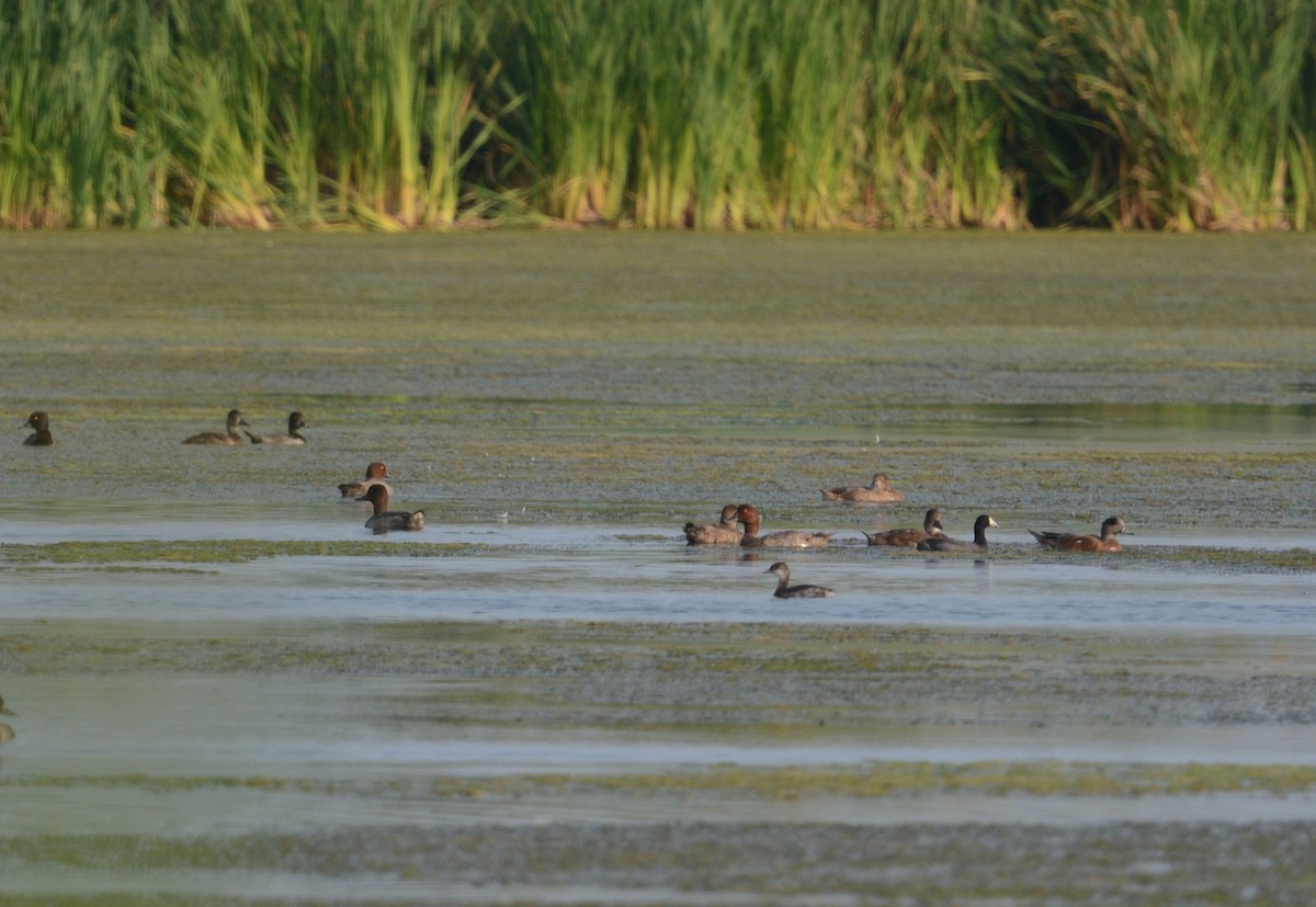 Horned Grebe - ML622558361