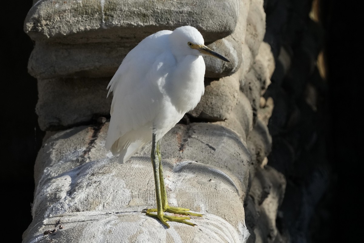 Snowy Egret - ML622558368