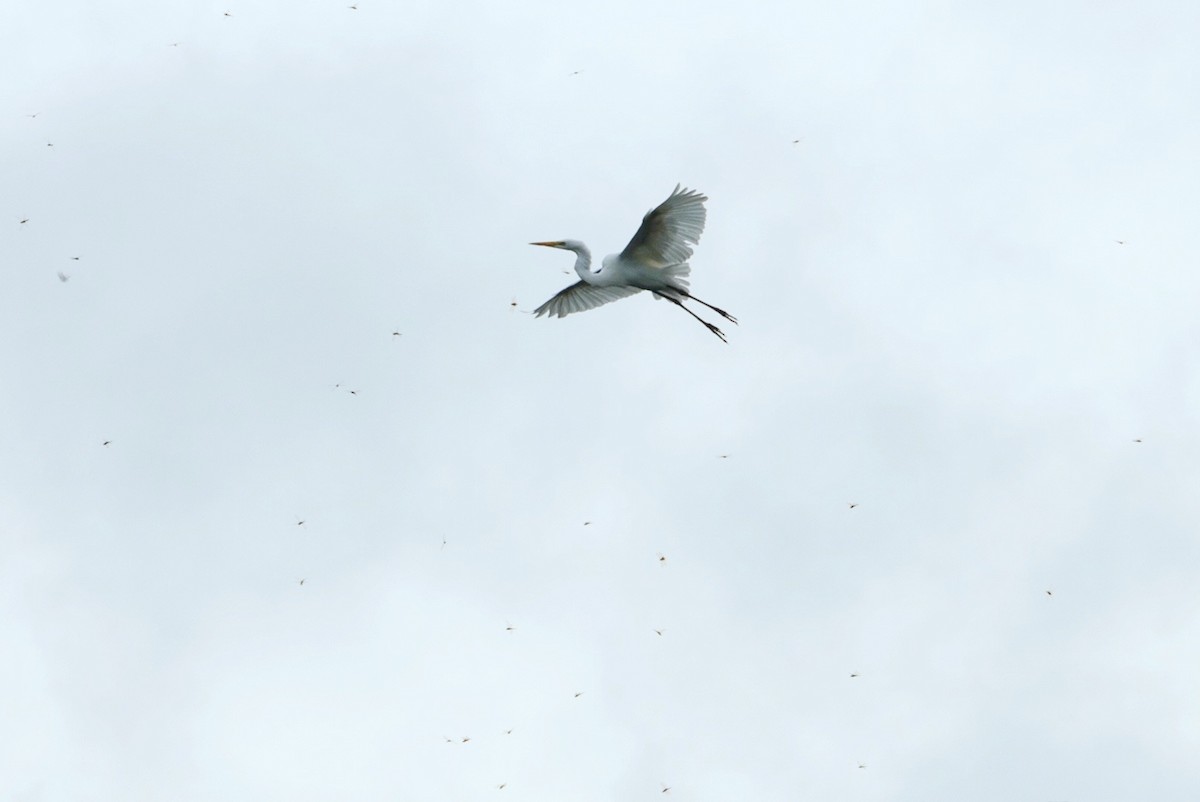 Great Egret - ML622558373