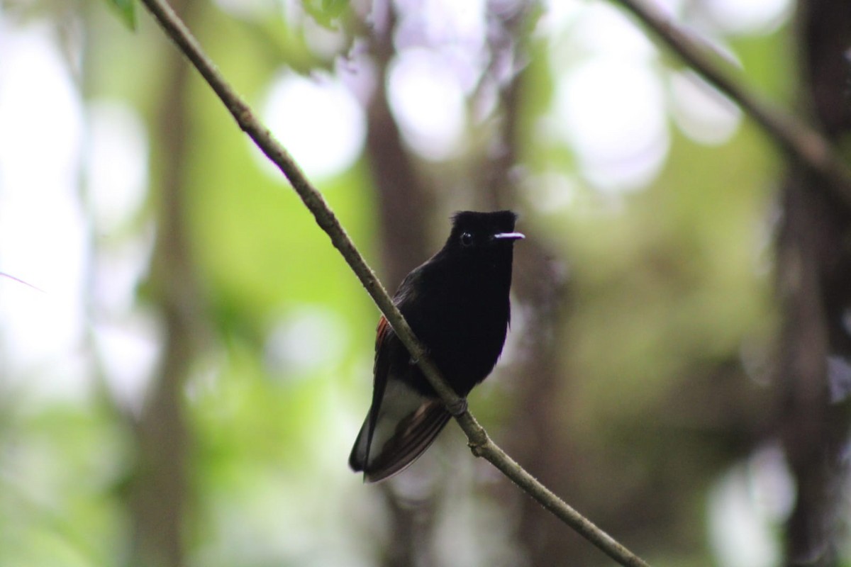 Black-bellied Hummingbird - ML622558442