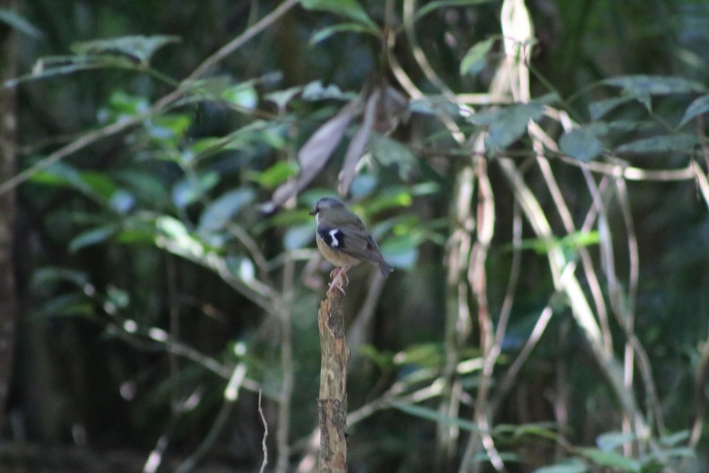 Gray-headed Robin - ML622558722