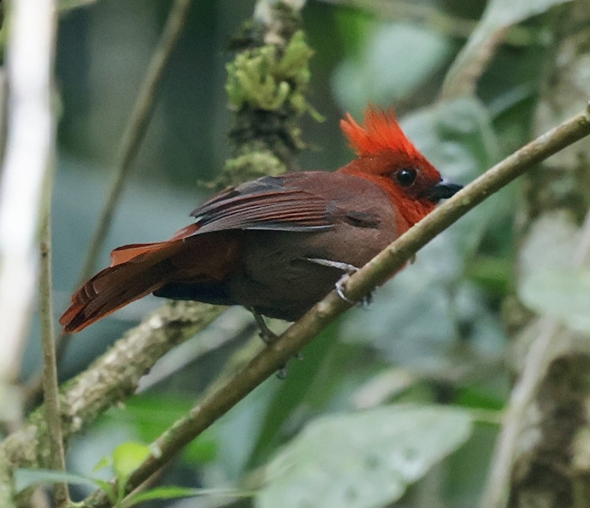 Crested Ant-Tanager - ML622559002