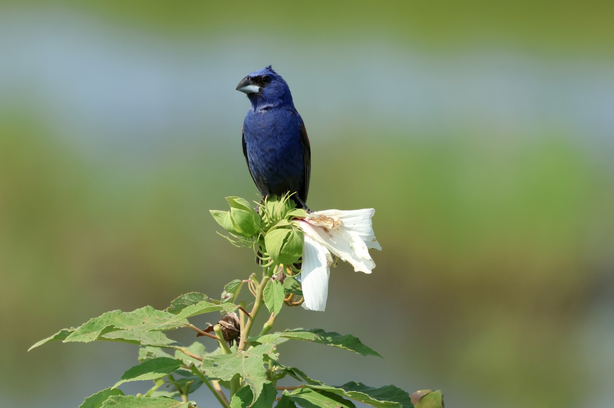 Blue Grosbeak - ML622559012