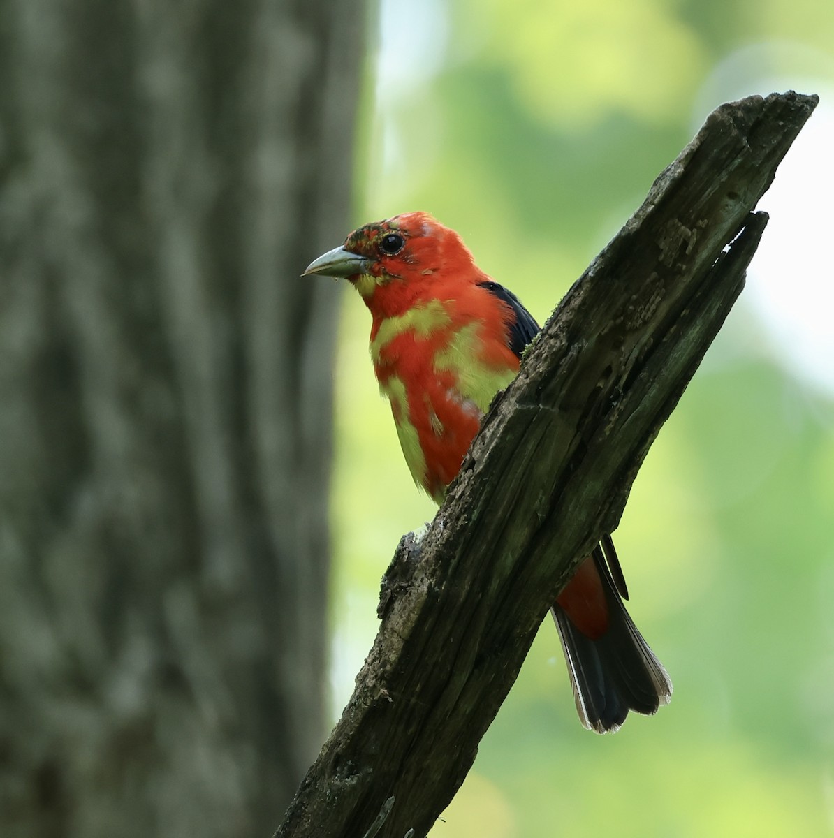 Scarlet Tanager - ML622559027