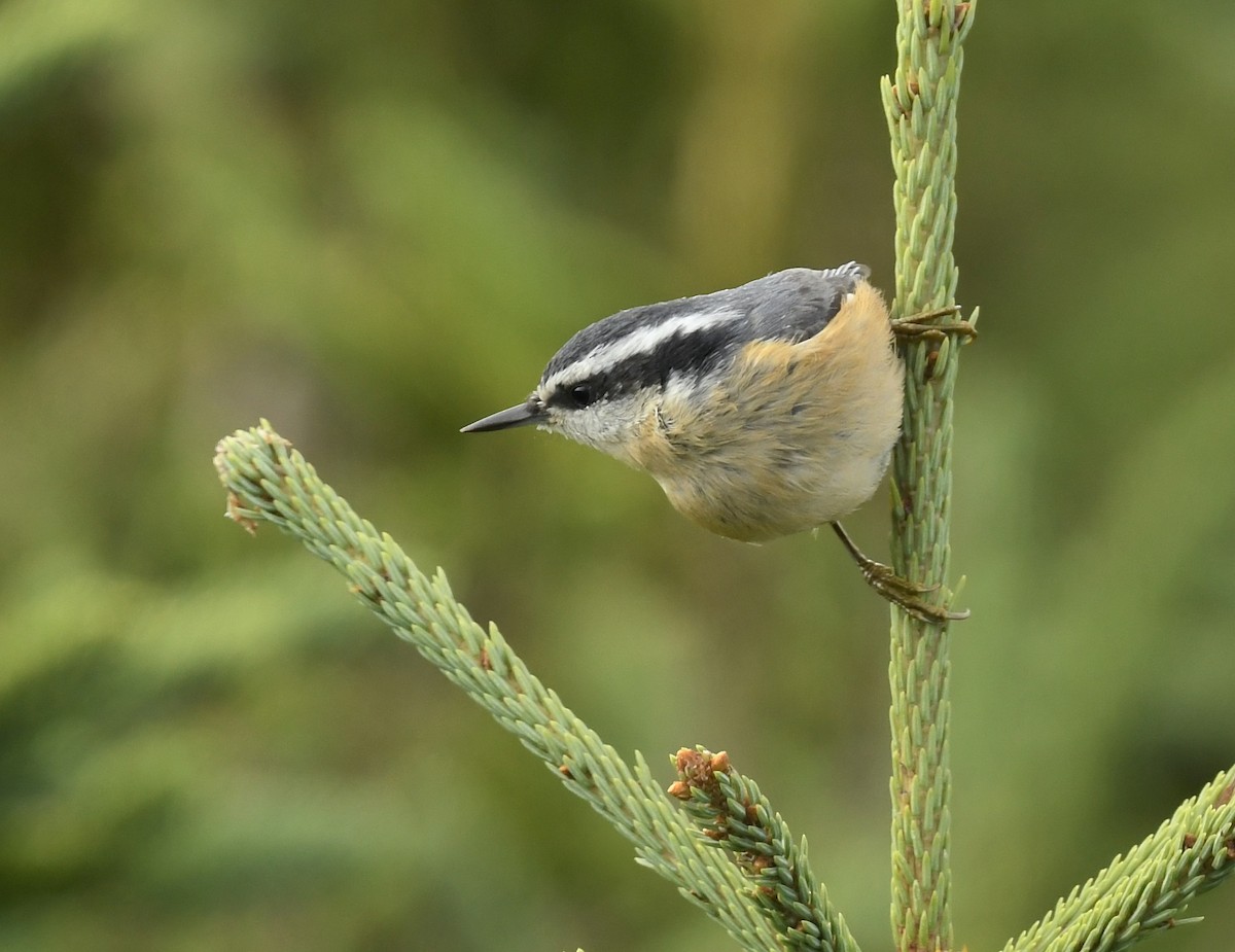 Red-breasted Nuthatch - ML622559048