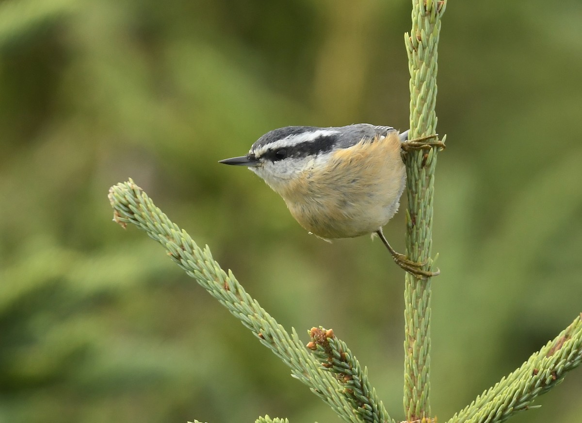 Red-breasted Nuthatch - ML622559049