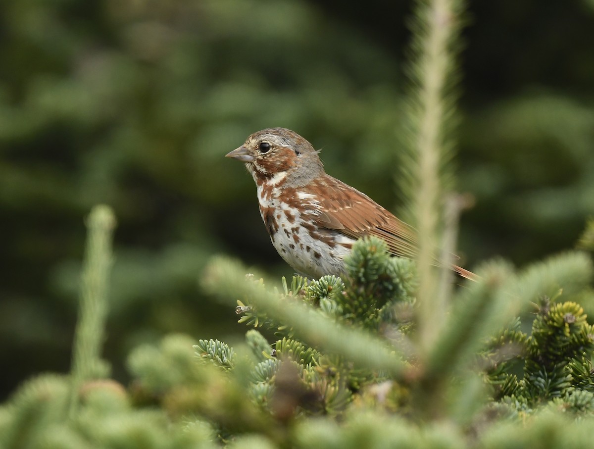 Fox Sparrow - ML622559056