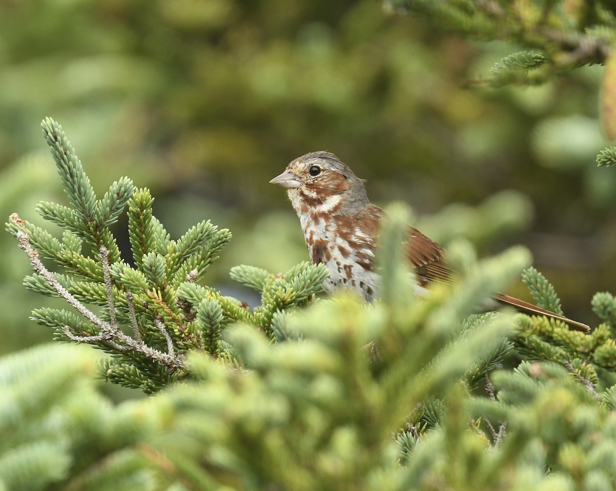 Fox Sparrow - ML622559057