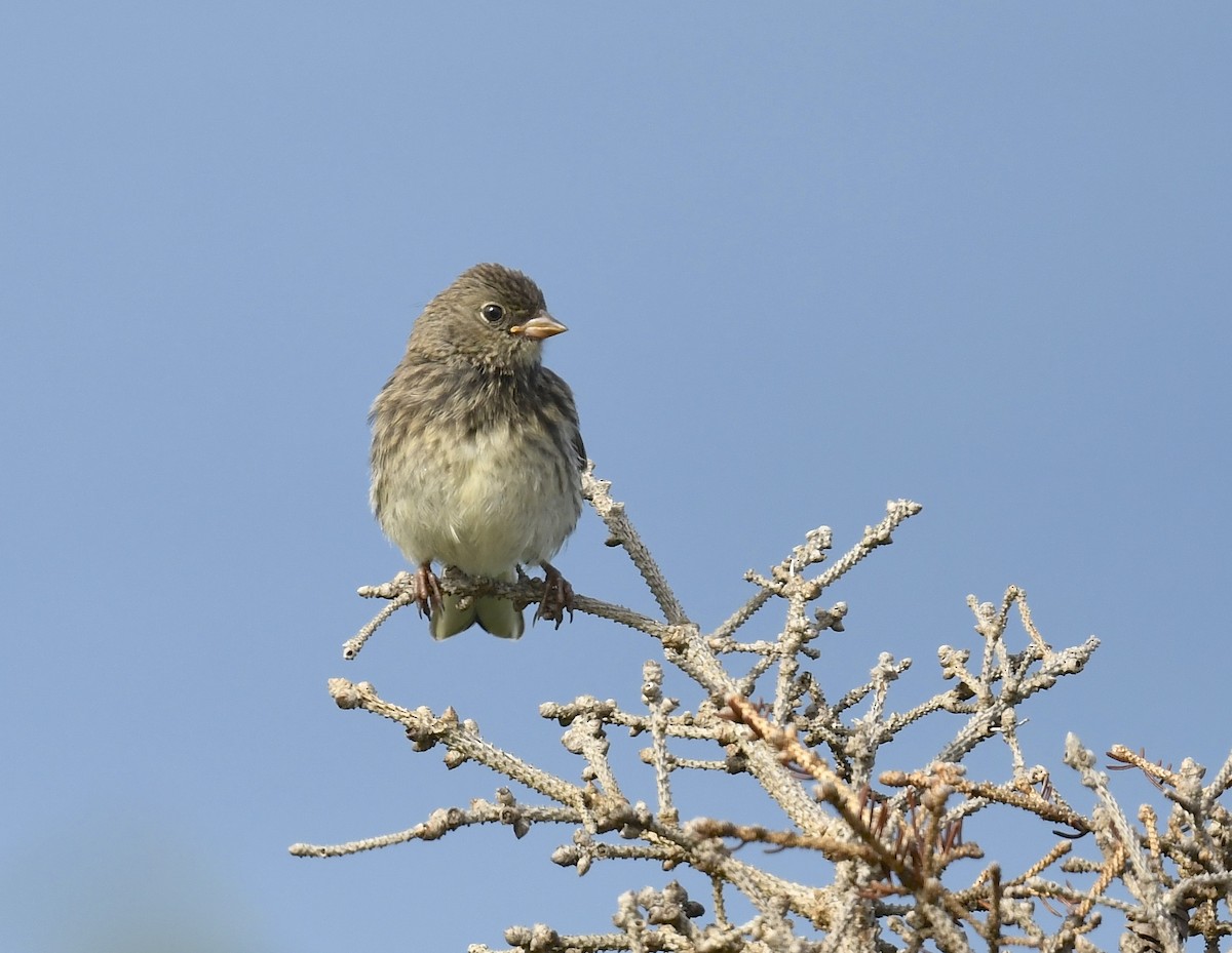 Dark-eyed Junco - ML622559062