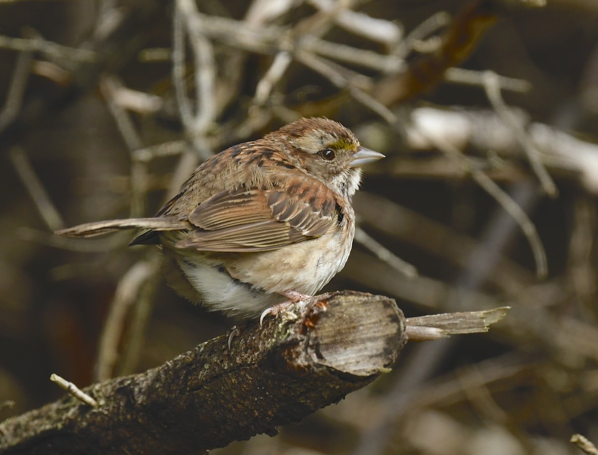 White-throated Sparrow - ML622559067