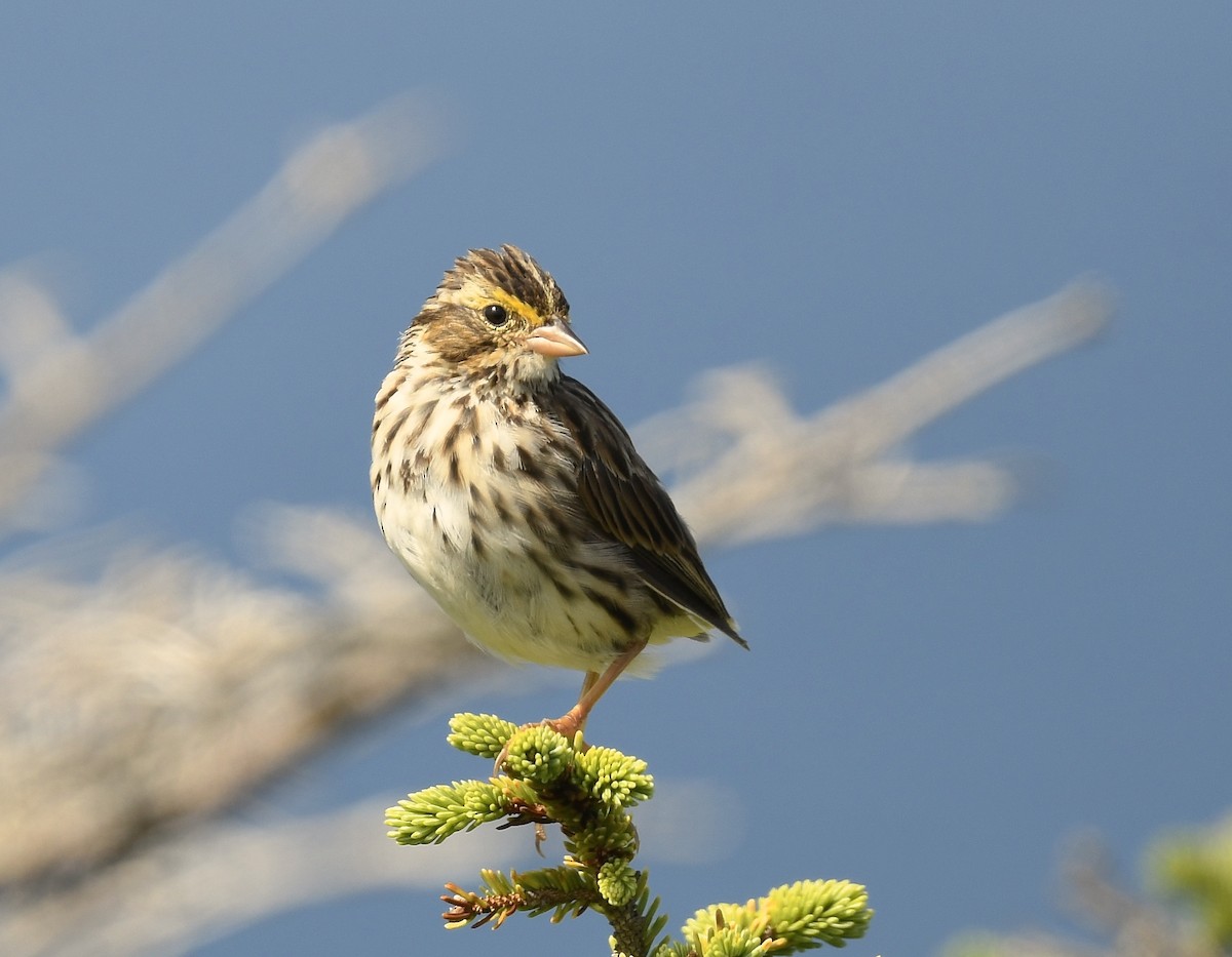 Savannah Sparrow - ML622559074