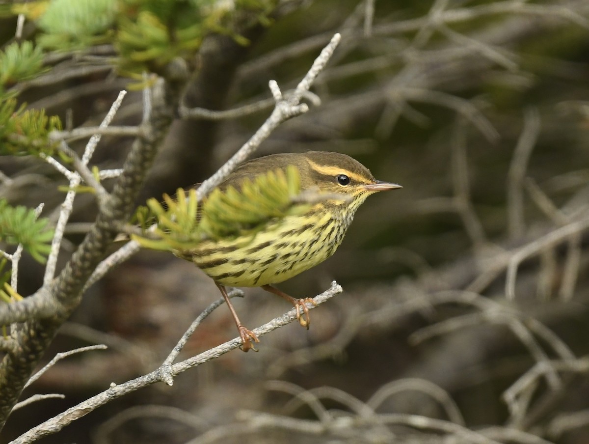 Northern Waterthrush - ML622559097