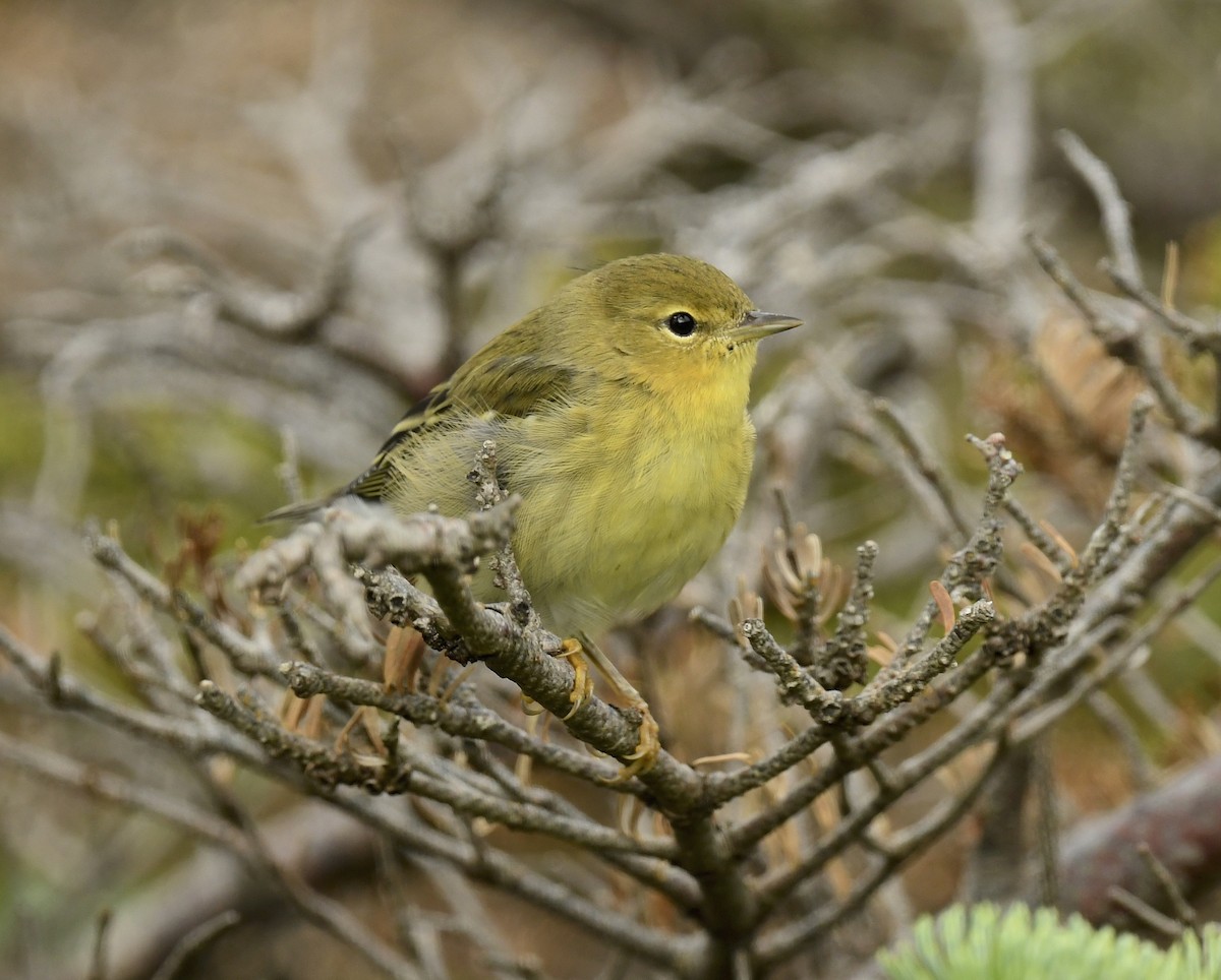 Blackpoll Warbler - ML622559112