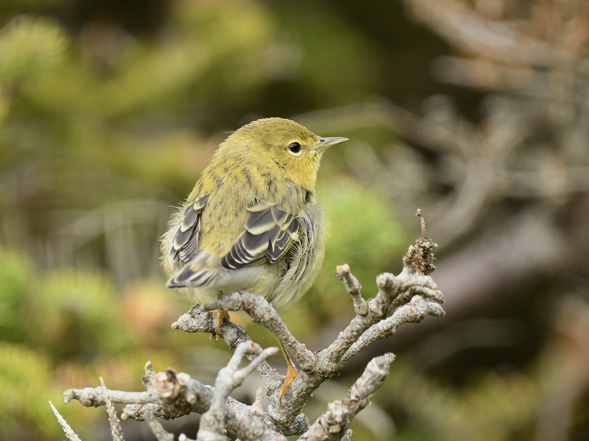 Blackpoll Warbler - ML622559113