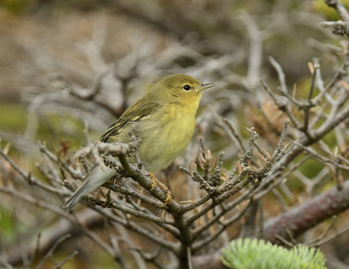 Blackpoll Warbler - ML622559114