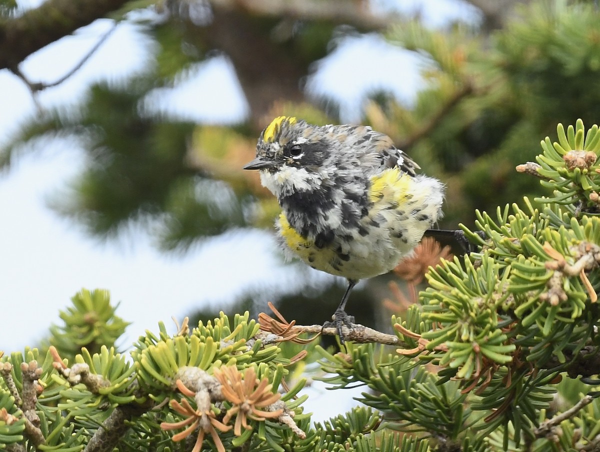 Yellow-rumped Warbler - ML622559126