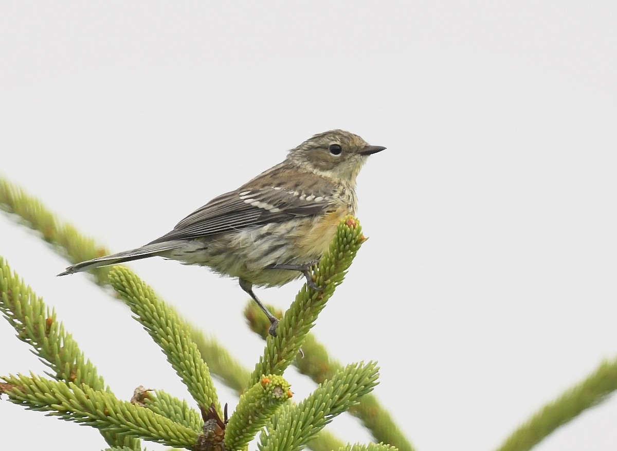 Yellow-rumped Warbler - ML622559127