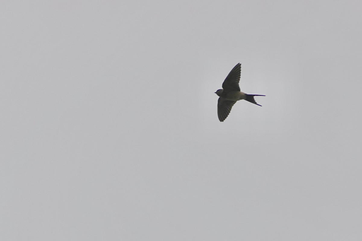 Eastern Red-rumped Swallow (Daurian) - yasuhiro kojima