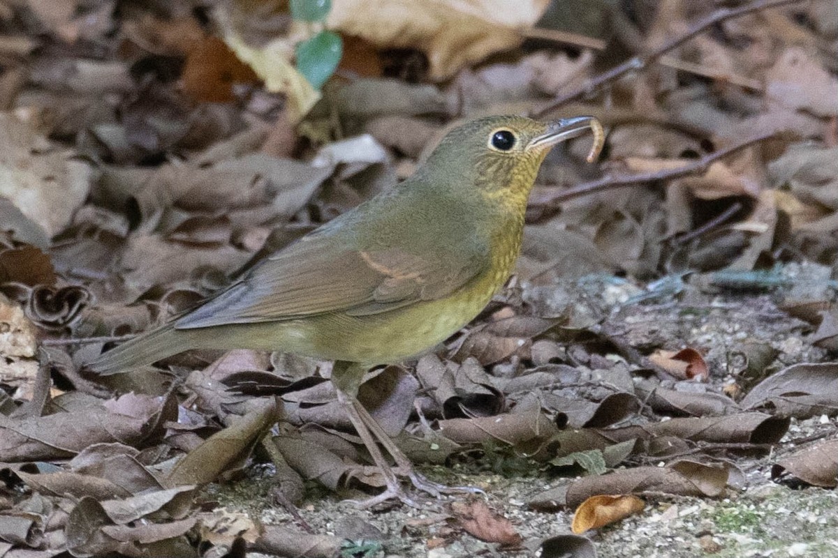 藍歌鴝 - ML622559183