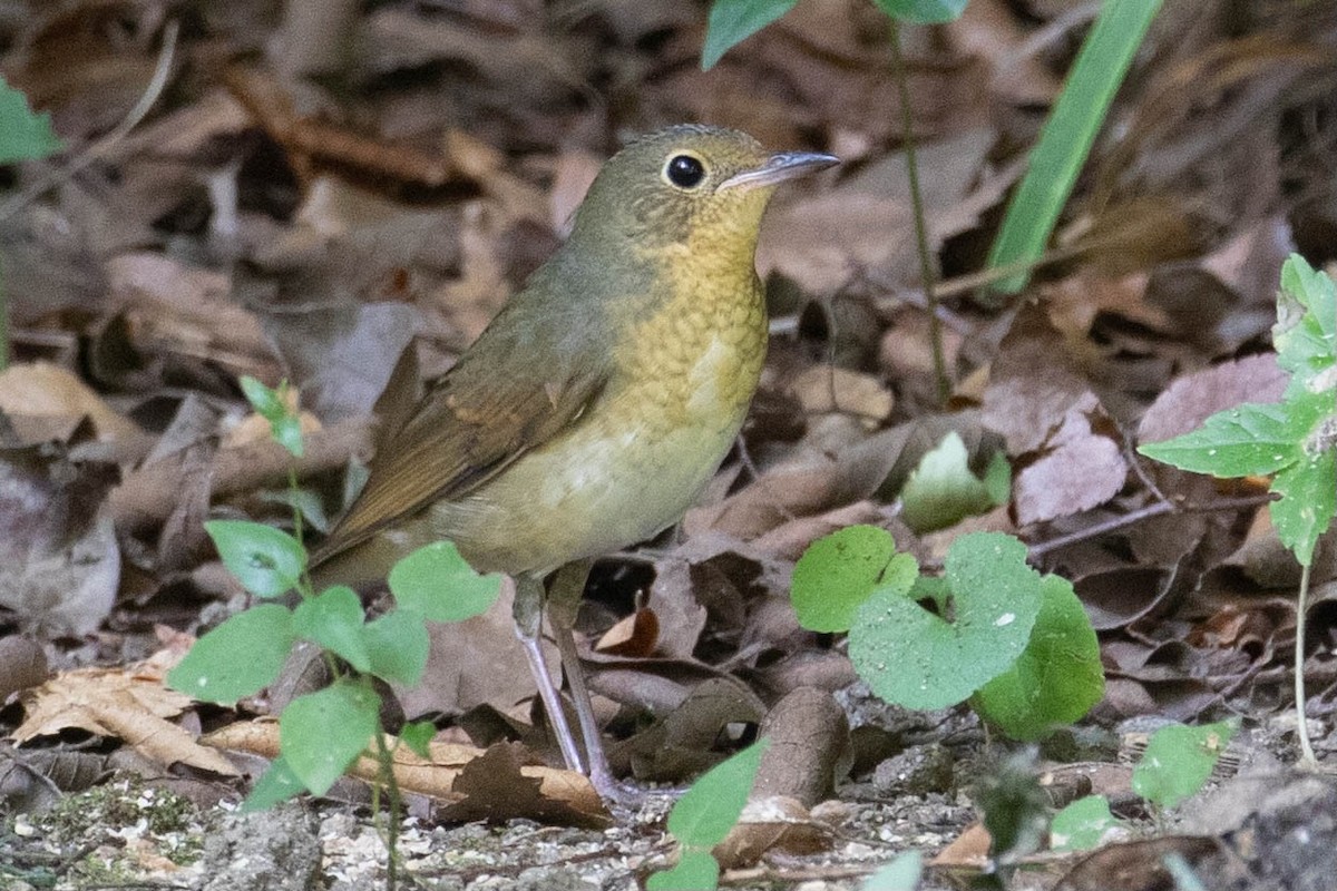 藍歌鴝 - ML622559184